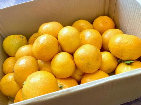 ダンボール箱に入っているみかん みかん,ダンボール,贈り物の写真素材