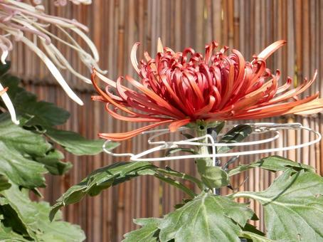 【風景写真】福山菊花展覧会の風景 キク,菊,菊花展の写真素材