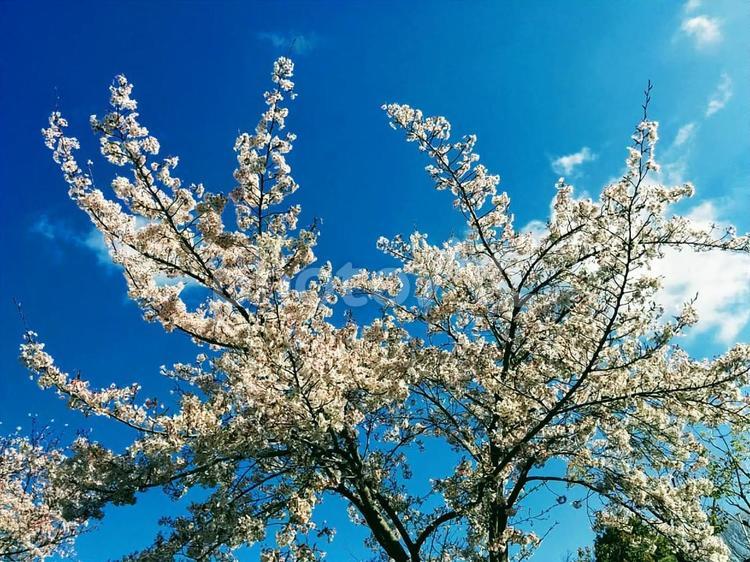 桜86　精神の美　cherryblossoms 桜,サクラ,さくらの写真素材