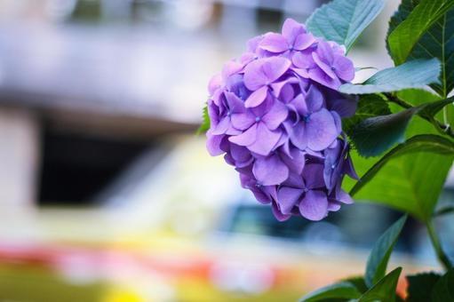 都会の紫陽花 都会の紫陽花の写真