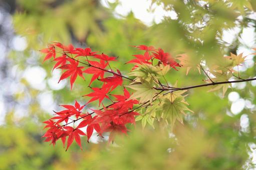 紅葉 紅葉の写真