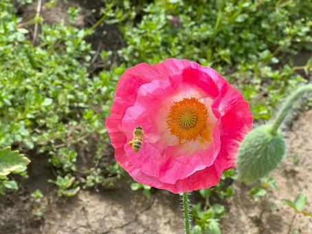 Photo, poppy, a bee, flower, 