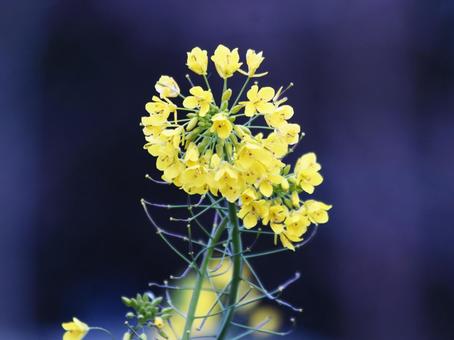春の訪れを告げる菜の花 花,菜の花,植物の写真素材