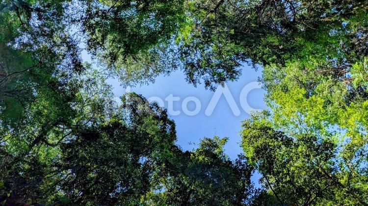 森で見上げた 森,空,青空の写真素材
