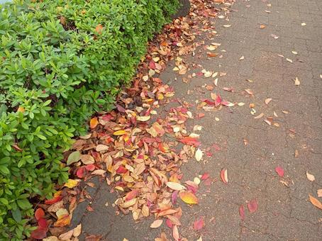歩道の落ち葉 道,地面,落ち葉の写真素材