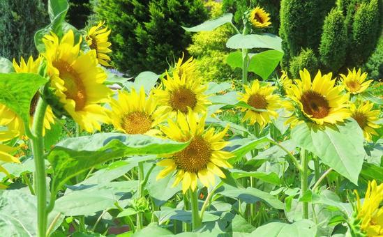 夏の風景/ひまわり畑 夏の風景/ひまわり畑 ひまわり,花畑,夏の写真素材