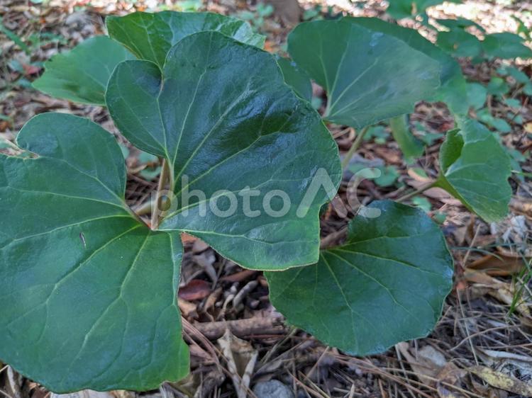 ふき　蕗　つわぶき　石蕗　緑　葉っぱ　 石蕗,つわぶき,丸い葉の写真素材