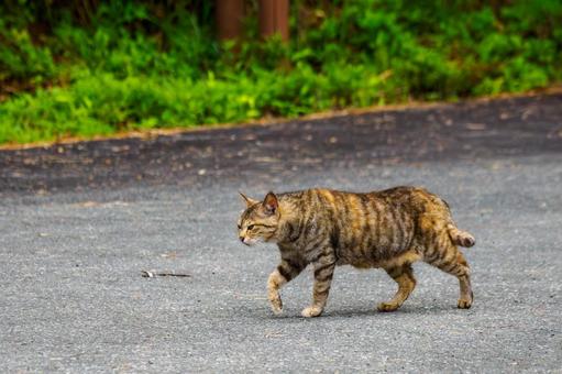 猫(157) 猫(157)の写真