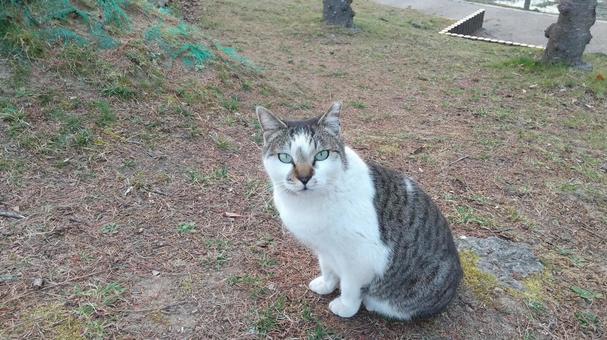 こちらを見つめる野良猫 こちらを見つめる野良猫の写真