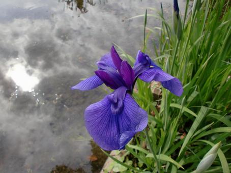 Photo, plant, flower, iridaceae, 