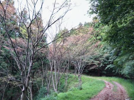 ときがわトレッキングコース ときがわトレッキングコース ときがわ,トレッキングコース,山道の写真素材