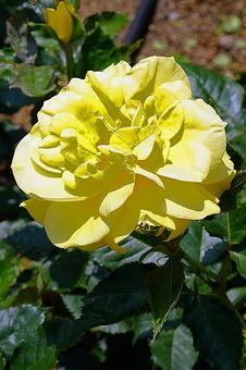 荒牧バラ園581　サンスプライトの写真