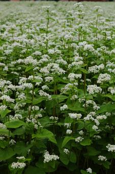 Buckwheat flower-4, JPG Buckwheat flower-4, JPG