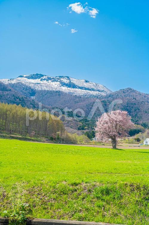 北海道　富良野　上御料の一本桜 上御料の一本桜,北海道,hokkaidoの写真素材