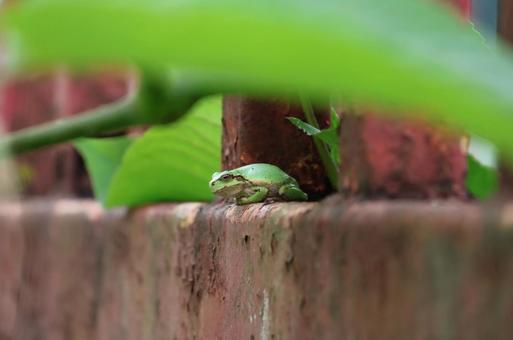 ただ雨を待つ ただ雨を待つ カエル,梅雨,小さな世界の写真素材