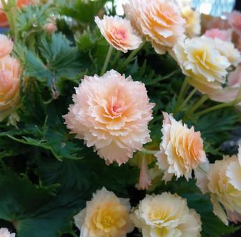 ベゴニア ベゴニア,花,flowerの写真素材