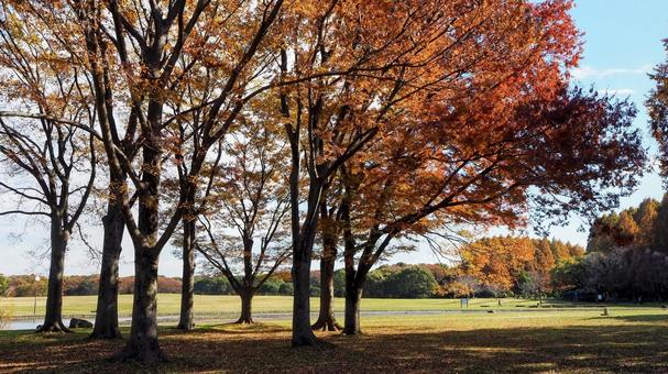 秋の水元公園・広場＆木々の紅葉（葛飾区） 秋,水元公園,紅葉の写真素材