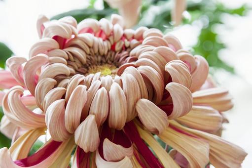 輪菊20（田原市）の写真