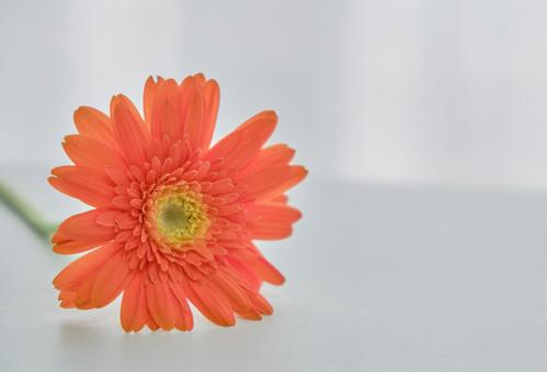 穏やかな光と綺麗なカーネーションの生花 背景,生花,花の写真素材