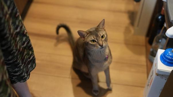 お座りをして待つアビシニアン アビシニアン,猫子,猫の写真素材
