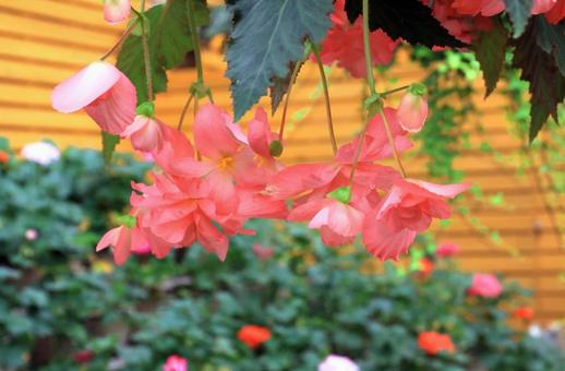 ピンクのフクシアの花 フクシア,花,ピンク色の写真素材