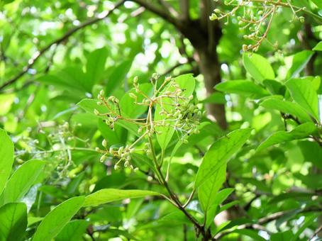 Photo, green, natural, park, 