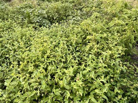 雑草 雑草の写真