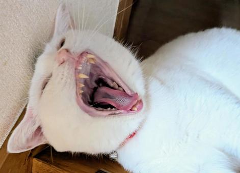 猫、あくび 猫、あくびの写真