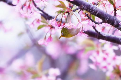 満開の河津桜と可愛いメジロ 桜,メジロ,春の写真素材