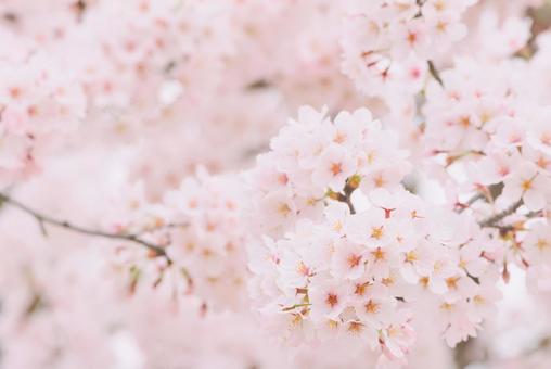 桜の花 桜の花 桜,春,4月の写真素材