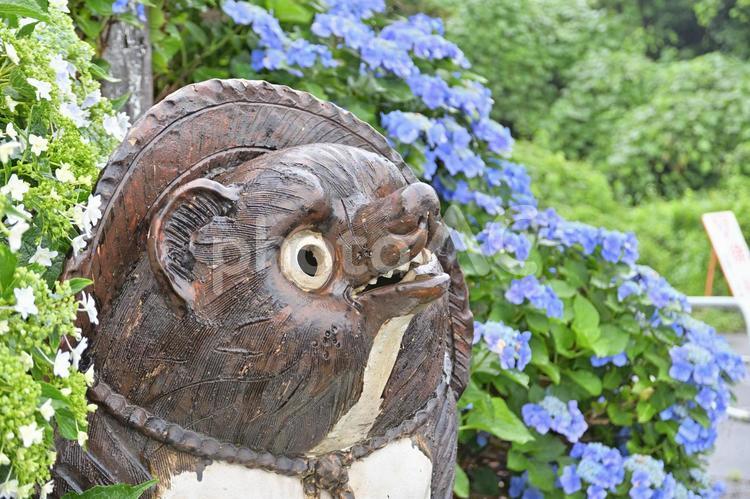 信楽焼　たぬき　紫陽花 信楽焼,たぬき,紫陽花の写真素材