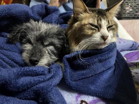 仲良し 仲良し 猫,犬,仲良しの写真素材