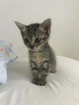 保護猫 保護猫 保護猫,家族,猫の写真素材