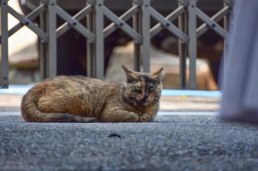 こっちを見ている猫 こっちを見ている猫の写真