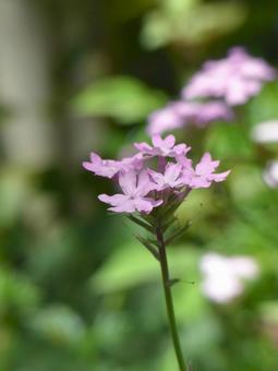 草原に咲くピンク色のバーベナの花 草原に咲くピンク色のバーベナの花の写真