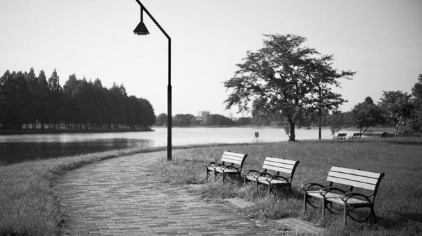 水元公園 白黒,モノクローム,公園の写真素材
