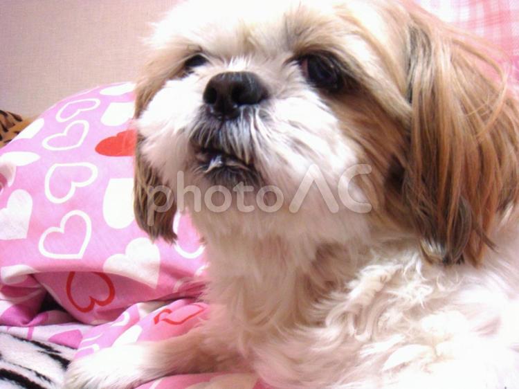 ふわふわのシーズー犬 犬,シーズー,ふわふわの写真素材