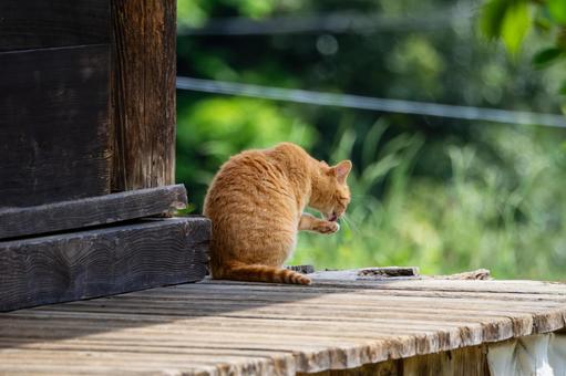 猫(93) 猫(93)の写真