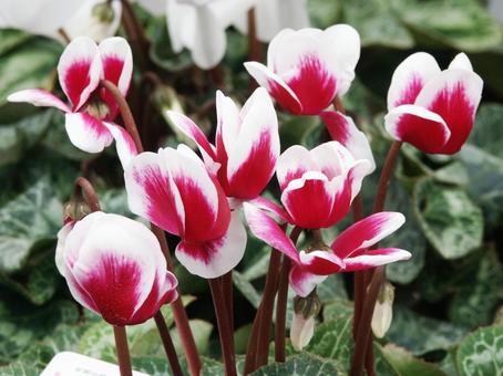 シクラメン Cyclamen シクラメン Cyclamen シクラメン,マクロ,花形多彩の写真素材