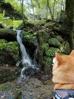 小さい滝を眺める柴犬くるみです！ 犬,シバ,柴犬の写真素材