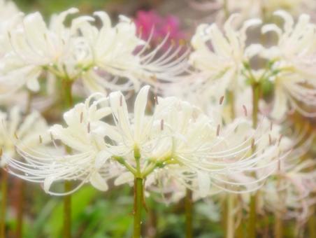 White spider lilies wet with rain, JPG