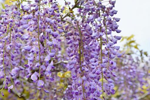 藤の花 藤の花 藤の花,藤,春の写真素材