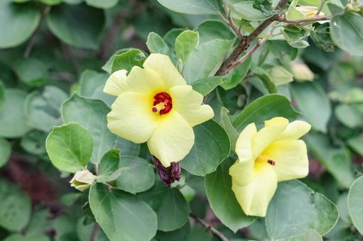 Photo, squirrel, hamaboru, flower, 