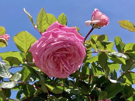 青空に映えるピンクのバラ 青空に映えるピンクのバラ バラ,薔薇,キレイの写真素材