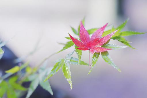 新緑と雨に濡れた赤いモミジの葉っぱ 新緑と雨に濡れた赤いモミジの葉っぱ もみじ,紅葉,モミジの写真素材