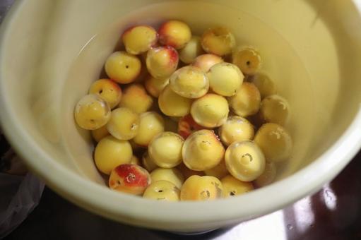 南高梅を洗います 梅,南高梅,梅仕事の写真素材