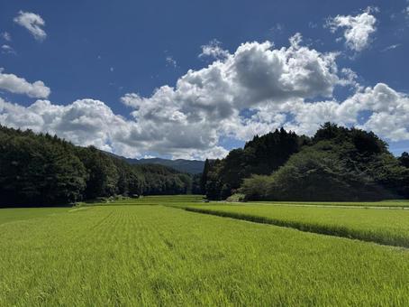 穂が出た信州の夏の田んぼ 穂が出た信州の夏の田んぼの写真
