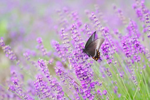 蝶 蝶,ラベンダー,花の写真素材