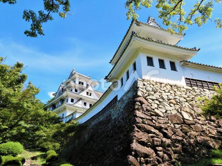 郡上八幡城　天守　夏 郡上八幡城,城,お城の写真素材