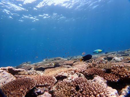 沖縄の海　ダイビング ダイビング,スキューバダイビング,海の写真素材